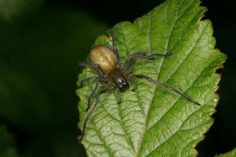 Cheiracanthium_erraticum_D5013_Z_92_Les Gris_Frankrijk.jpg
